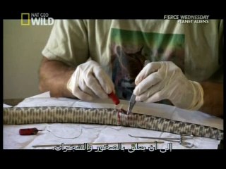 غرائب الكوكب : أفعى الجرس