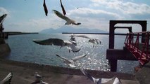 Seagulls flying in Nagasu ferry port
