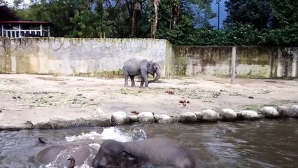 Elephant Bath-Taiping-zoo