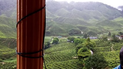 Cameron-tea Garden