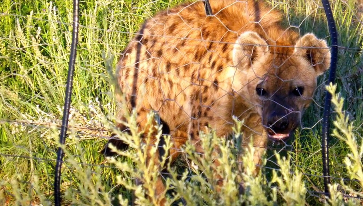 Okutala Februar 2015