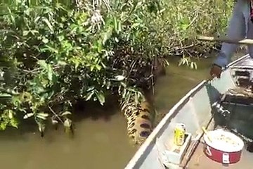 very amazing video very big fish