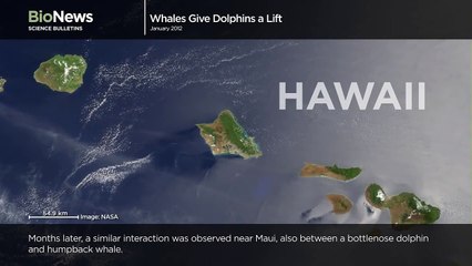 Science Bulletins  Whales Give Dolphins a Lift