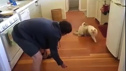 Your cat might be cool, but it'll never be this cool