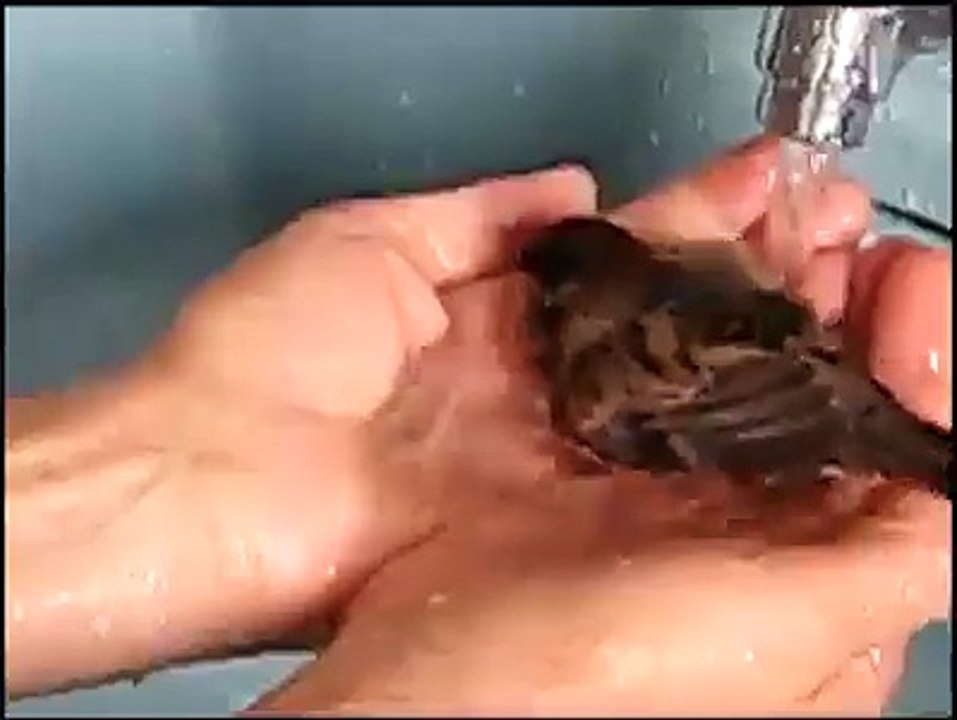 funny video
