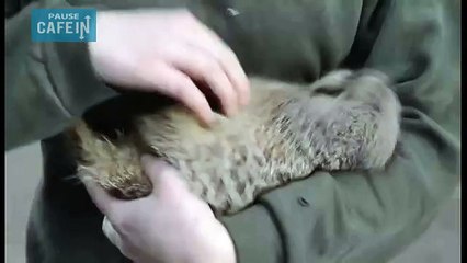 Ce suricate est mort de rire quand on lui fait des chatouilles