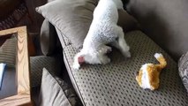 Bichon Frise Dog Freaks out after Bath on Couch