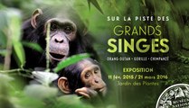 Exposition : sur la piste des Grands Singes