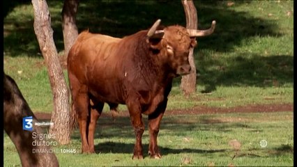 Signes du Toro - n° 84 - mars 2015 - Bande annonce