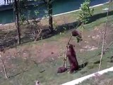 MaMa Bear Rescues Cub | Funny Videos