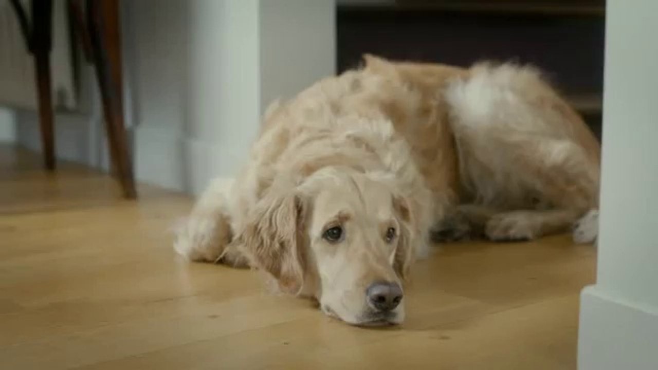 Cito pour Les Chiens guides (FFAC) - accessibilité des personnes aveugles, «Partout avec mon chien guide» - mars 2015