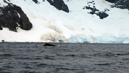 Baleines à bosse dans Errera Channel (Péninsule Antarctique)