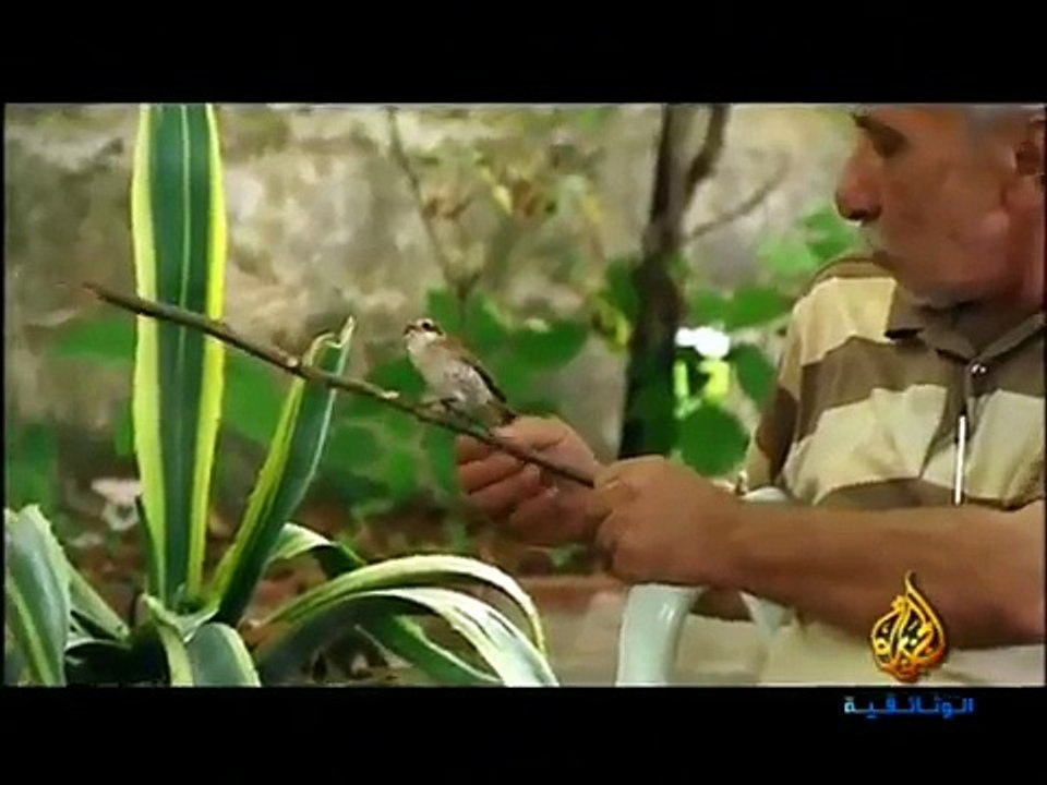 عندما تمر الجوارح