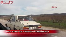 Hasta buzağı özel otomobille veterinere götürüldü