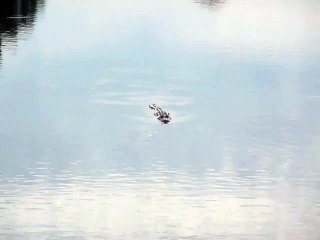 Florida Alligator swimming in canal