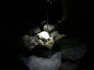 Florida Brown Water Snake
