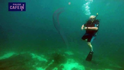 Des plongeurs filment une espèce fluorescente rarissime surnommée licorne des océans