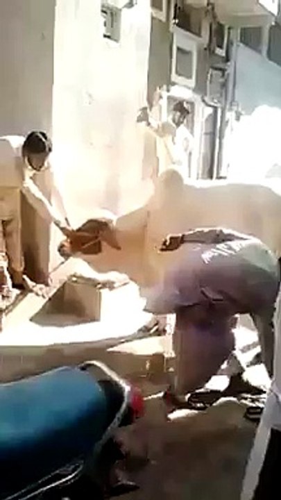 funny bull kick