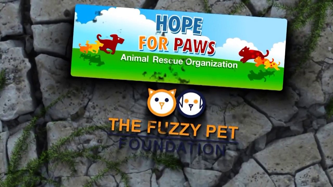 A homeless dog living in a trash pile gets rescued, and then does something amazing! Please share.