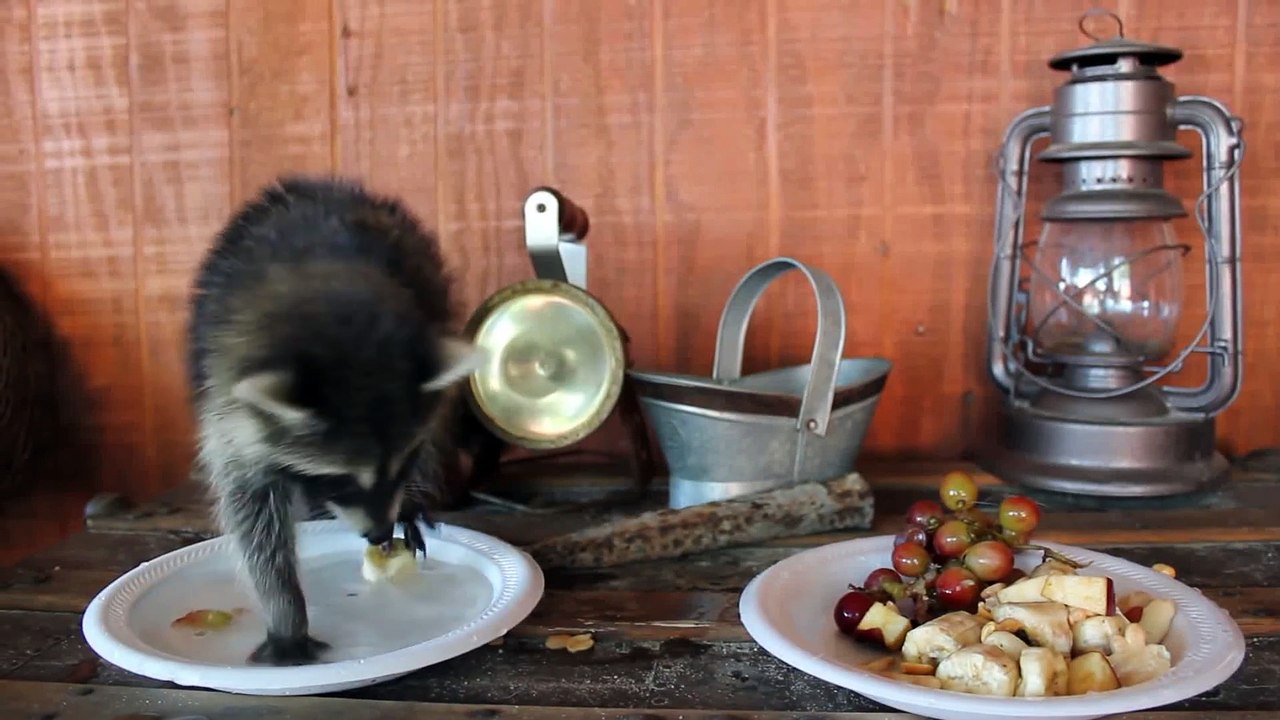 Do Raccoons make good pets Yes or No video Dailymotion