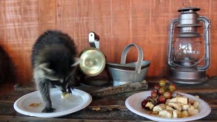 Do Raccoons make good pets Yes or No