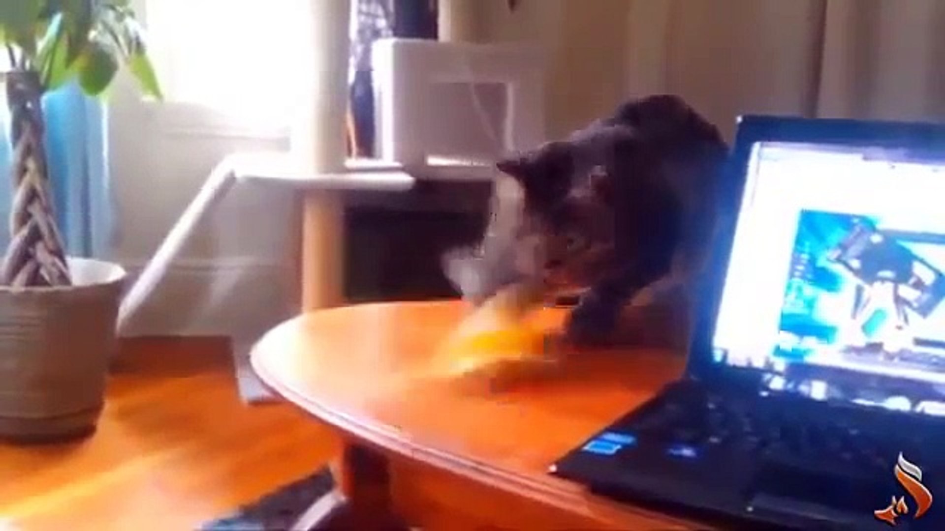 ⁣Funny Animals Fail Compilation  funny pets