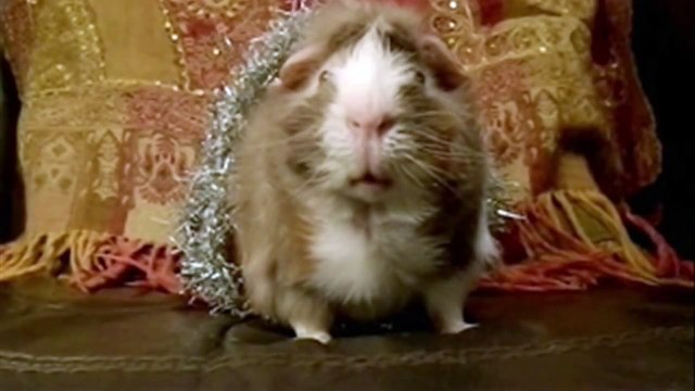 Happy Holidays - Pets Add Life and Talking Animals