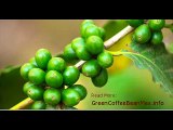 Find Out About Green Coffee Bean Extract Benefits and Its Side Effects