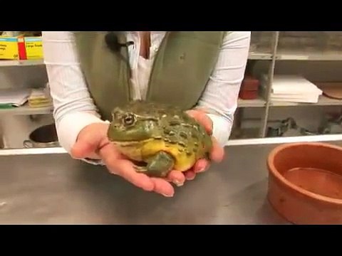 Reptiles, Amphibians, Invertebrates & Small Pets African Bullfrog Facts