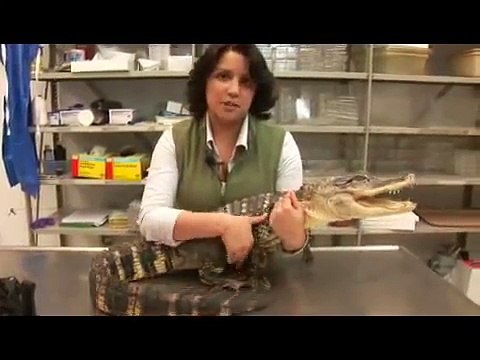 Reptiles, Amphibians, Invertebrates & Small Pets American Alligator Facts