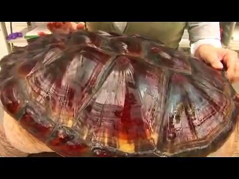 Reptiles, Amphibians, Invertebrates & Small Pets Common Snapping Turtle Facts