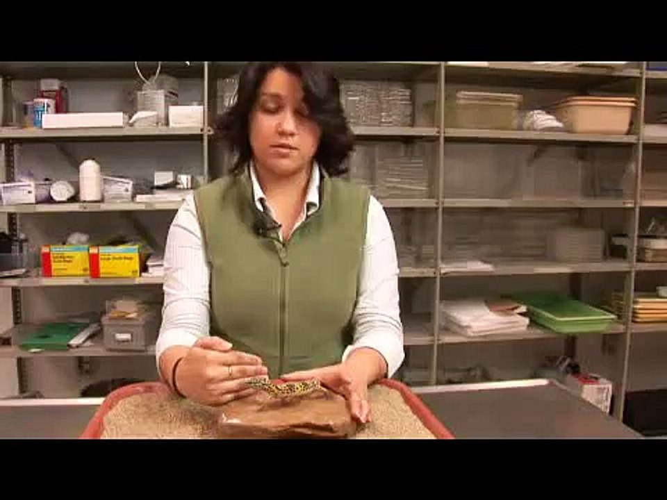 Reptiles, Amphibians, Invertebrates & Small Pets   Leopard Gecko Facts