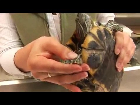 Reptiles, Amphibians, Invertebrates & Small Pets Red-Eared Slider Facts