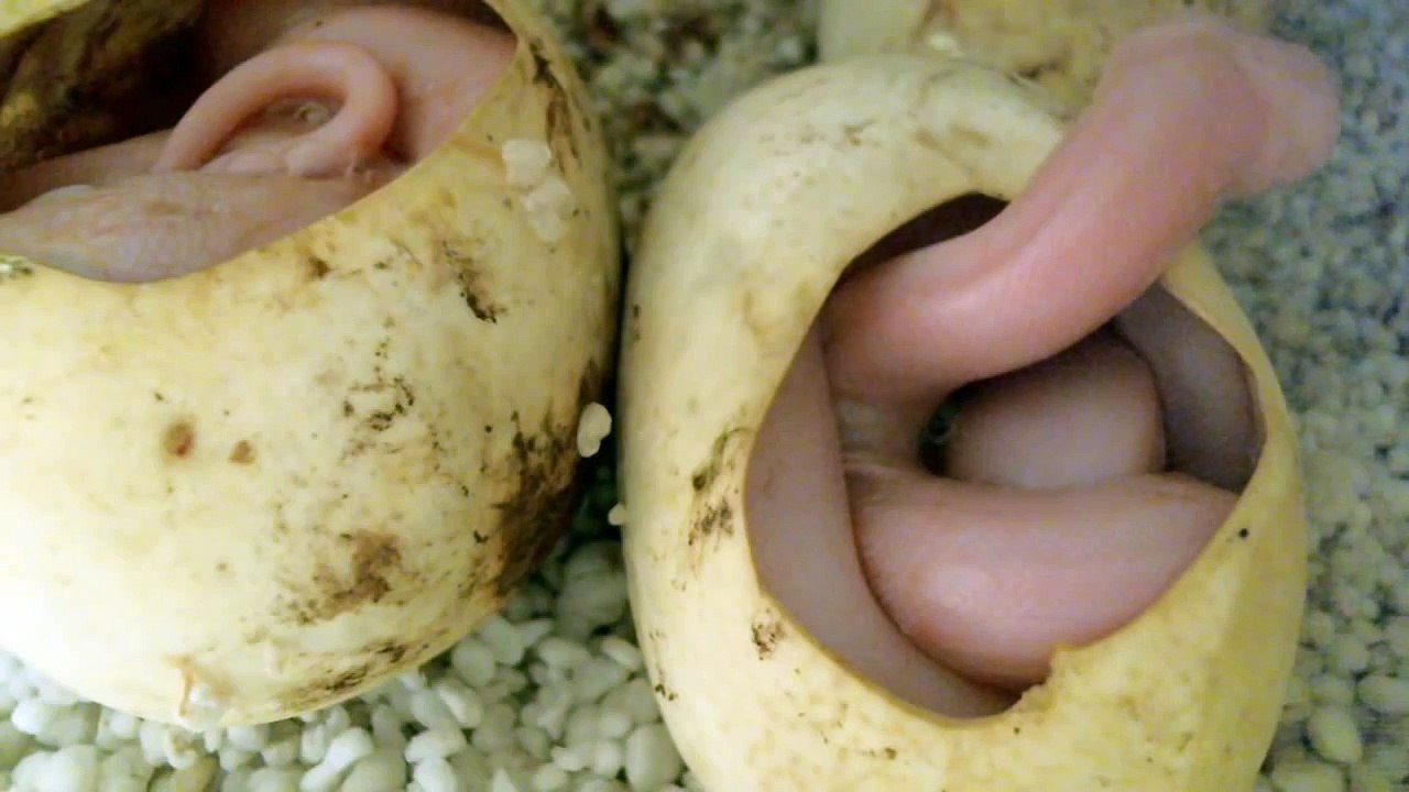 Snakes Hatching LIVE at Prehistoric Pets
