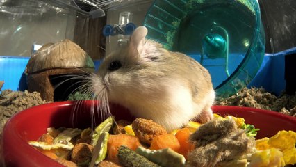 ULTIMATE HAMSTER RACE! - Pets Wild at Heart