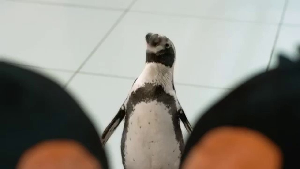 Hometown Londres pour Aéroport de Dubaï - aéroport, «Fly like a penguin» - mars 2015