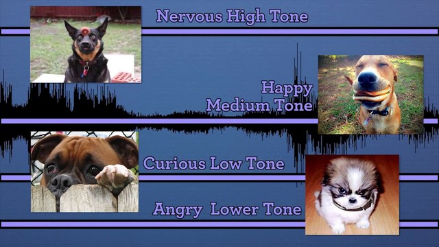 Why Do We Speak Baby Talk Our Pets- Pet-U-Cation Petcentric