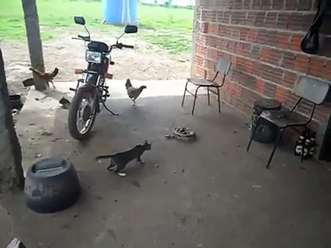 Chat VS Serpent VS rateau ... Surpris le chat !