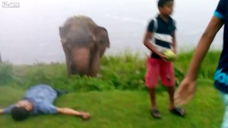 Drunk Man Almost killed by a Elephant Attack
