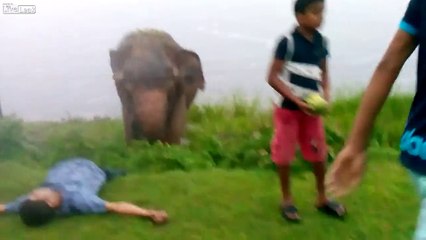 Drunk Man Almost killed by a Elephant Attack