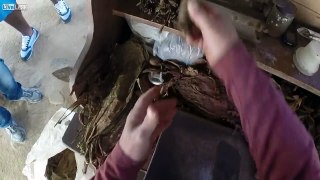 How Real Cuban Cigars are Made