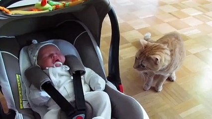 ADORABLE ! Un chat rencontre un bébé pour la première fois