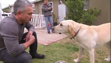 Cesar Millan dresseur professionnel se fait mordre par un labrador