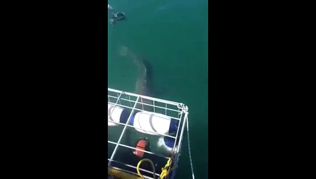 Un grand requin blanc attaque des plongeurs en cage
