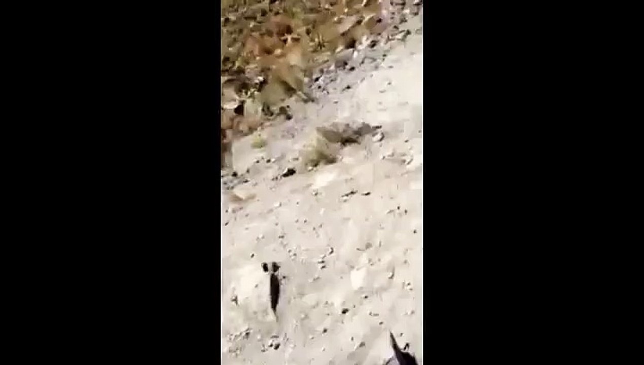 Il descend de la montagne comme un sauvage !