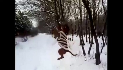 Un pitbull veut comme baton une branche d'arbre