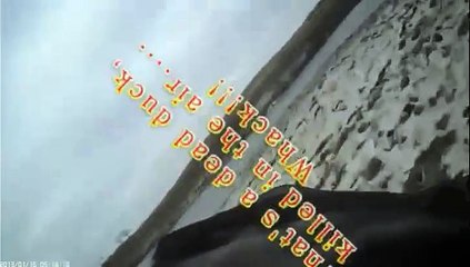 Un faucon avec caméra embarquée va engager un piquer pour tuer un canard