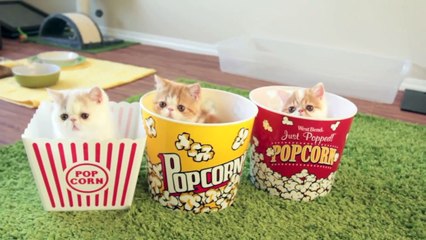 4 jolis chatons dans des boites de popcorn