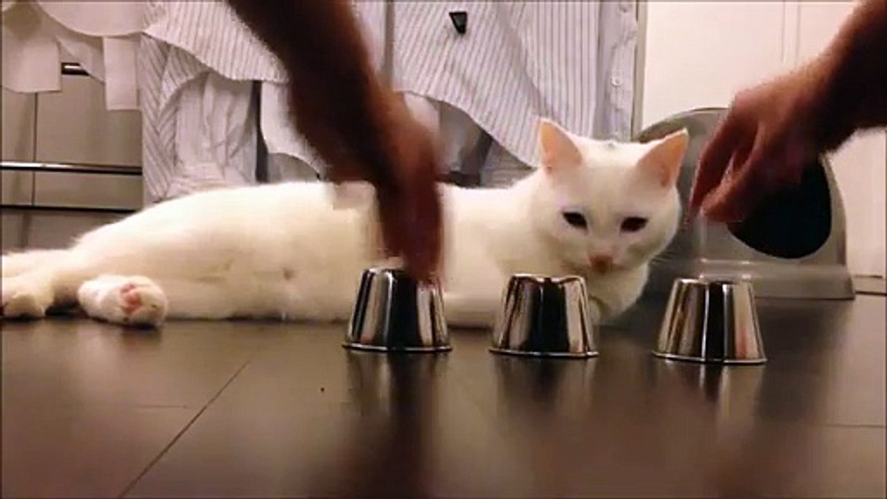 Chat trop doué pour trouver la clochette
