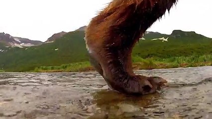 Pub excellente ! Un ours mange une go pro !